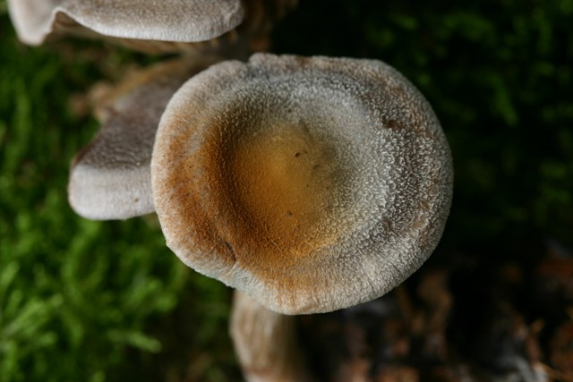Cortinarius hemitrichus???